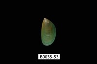 藏品(綠殼菜蛤)的圖片